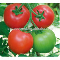 T10 JP no.8 semillas de tomate híbrido resistentes a TYLCV más fuertes de China